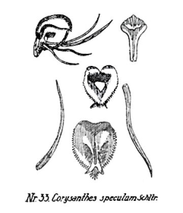 Corybas speculum
