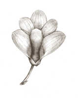Dendrobium pseudoglomeratum: Dendrobium pseudoglomeratum T.M.Reeve & J.J.Wood, drawing Natadipoera, based on Branderhorst 254B