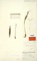 Dendrobium schouteniense: Dendrobium schouteniense J.J.Sm. , holotype specimen: Feuilletau de Bruyn 461 (L)