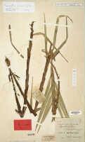 Agrostophyllum mucronatum: Agrostophyllum mucronatum J.J.Sm., herbarium sheet, Versteeg 1315, isotype specimen (L)