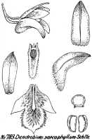 Dendrobium sarcophyllum: Dendrobium sarcophyllum Schltr., drawing R. Schlechter in Repert. Spec. Nov. Regni Veg. Beih. 21 (1928) t. 208, fig. 783