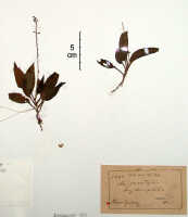 Crepidium hydrophilum: Crepidium hydrophilum (J.J.Sm.) Szlach. (as Microstylis hydrophila J.J.Sm.), herbarium sheet, Versteeg 1440 (syntype specimen BO)