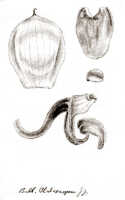 Bulbophyllum phalaenopsis: Bulbophyllum phalaenopsis J.J.Sm., floral analysis, drawing J.J. Smith, from Bogor cult. (Schmidt) 29-XI-108