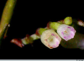 Podochilus scalpelliformis: Podochilus scalpelliformis Blume, flowers, photo E.F. de Vogel, based on Leiden cult. 20031752