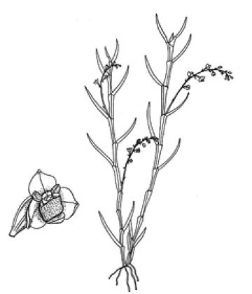 Octarrhena cupulilabra