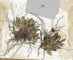 Dendrobium chamaephytum: Dendrobium chamaephytum Schltr., detail of type specimen: Versteeg 1660 (iso L)
