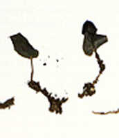 Corybas simbuensis: overview picture