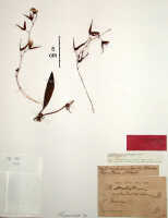 Bulbophyllum chloranthum: Bulbophyllum chloranthum Schltr. as Bulbophyllum solutisepalum J.J.Sm., herbarium sheet, probably holotype specimen, Bogor cult. (Branderhorst) 293 (BO, probably holotype specimen)
