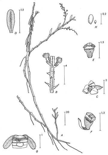 Octarrhena cucullifera