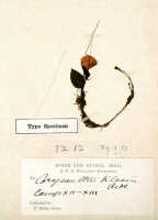 Corybas klossii: Corysanthes klossii Ridl., herbarium sheet, holotype specimen (BM)