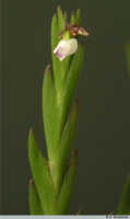 Podochilus scalpelliformis: Podochilus scalpelliformis Blume, flowering stem, photo A. Schuiteman, based on Leiden cult. 20031643