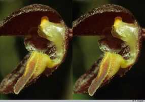 Bulbophyllum orbiculare: Bulbophyllum orbiculare J.J.Sm., flower detail, column and lip, lateral sepal and petal removed, oblique lateral view, photo P. Jongejan, collection Royal Botanic Gardens, Kew, cult. P. Jongejan 1075