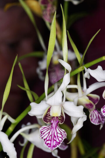 Dendrobium stratiotes