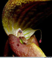 Bulbophyllum antenniferum: Bulbophyllum antenniferum (Lindl.) Rchb.f., flower detail, centre of flower, oblique front view, photo E.F. de Vogel, Stocker cult.