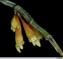 Dendrobium verruculosum: Dendrobium verruculosum Schltr., photo P. O'Byrne, based on O'Byrne D470