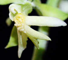 Calanthe cremeoviridis: Calanthe cremeoviridis J.J.Wood, centre of flower, oblique front view, photo Ed de Vogel, Leiden cult. 20032233, from Papua New Guinea, Westerm Highlamds Prov.