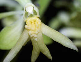 Calanthe cremeoviridis: Calanthe cremeoviridis J.J.Wood, centre of flower, front view, photo Ed de Vogel, Leiden cult. 20032233, from Papua New Guinea, Westerm Highlamds Prov.