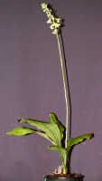 Calanthe cremeoviridis: Calanthe cremeoviridis J.J.Wood, plant habit, photo Ed de Vogel, Leiden cult. 20032233, from Papua New Guinea, Westerm Highlamds Prov.
