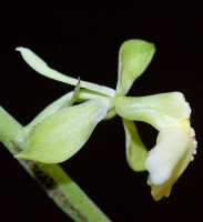 Calanthe cremeoviridis: Calanthe cremeoviridis J.J.Wood, flower, lateral view, photo Ed de Vogel, Leiden cult. 20032233, from Papua New Guinea, Westerm Highlamds Prov.