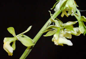 Calanthe cremeoviridis: Calanthe cremeoviridis J.J.Wood, flowers, various views, photo Ed de Vogel, Leiden cult. 20032233, from Papua New Guinea, Westerm Highlamds Prov.