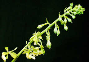 Calanthe cremeoviridis: Calanthe cremeoviridis J.J.Wood, rachis with flowers, photo Rd de Vogel, Leiden cult. 20032233, from  Papua New Guinea, Westerm Highlamds Prov.