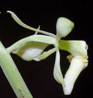 Calanthe cremeoviridis: Calanthe cremeoviridis J.J.Wood, flower, lateral view, photo Ed de Vogel, Leiden cult. 20032233, from Papua New Guinea, Westerm Highlamds Prov.