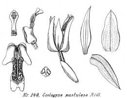 Coelogyne asperata: Coelogyne pustulosa Ridl., from Repert. Spec. Nov. Regni Veg. Beih. 21 (1923) t. 41, fig. 140