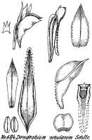 Dendrobium nebularum: Dendrobium nebularum Schltr., drawing R. Schlechter in Repert. Spec. Nov. Regni Veg. Beih. 21 (1923) t. 183, fig. 684