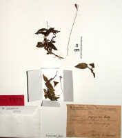 Crepidium paguroides: Crepidium paguroides (Schltr.) Szlach. (as Microstylis paguroides Schltr.), herbarium sheet, Schlechter 19384 (isotype specimen BO)