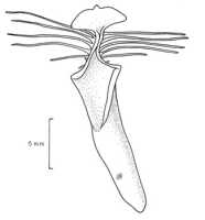 Anoectochilus rhombilabius: Anoectochilus rhombilabius Ormerod, lip, drawing A. Schuiteman, based on Van Royen & Sleumer 6253