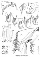 Bulbophyllum chloranthum: Bulbophyllum chloranthum Schltr., drawing Jaap Vermeulen in Vermeulen, Orchid Monogr. 7 (1993) 98, fig. 54