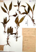 Crepidium verruculosum: Crepidium verruculosum (J.J.Sm.) Szlach. (as Microstylis verruculosa J.J.Sm.), herbarium sheet, Docters van Leeuwen 11012 (isotype specimen BO)