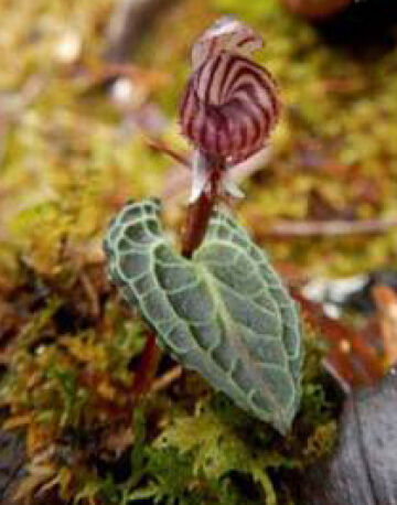Corybas striatus