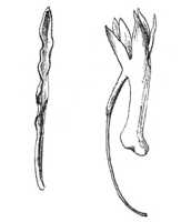 Dendrobium pleiostachyum: overview