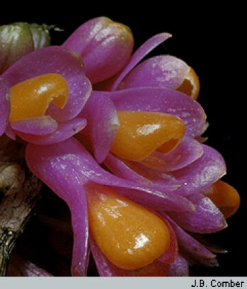 Dendrobium obtusum