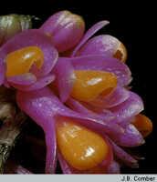 Dendrobium obtusum: Dendrobium obtusum Schltr., flowers, photo J.B. Comber, based on Cibodas Botanical Garden (ex Papua (Indonesia))