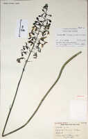 Calanthe cremeoviridis: Calanthe cremeoviridis J.J.Wood, herbarium sheet, Sands (Woods & Pattison) 1782 (4 sheets, drawing K, 2 sheets), holotype (K)