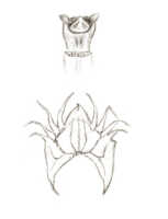Crepidium fissum: Crepidium fissum (Schltr.) Szlach., as Microstylis floscularia J.J.Sm.), lip and column, drawing J.J. Smith, based on Lam 1076