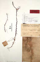 Octarrhena calceiformis: Octarrhena calceiformis (J.J.Sm.) P.Royen, as Chitonanthera calceiformis J.J.Sm., herbarium sheet, Lam 1685 (isotype specimen BO)