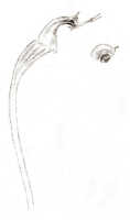 Bulbophyllum holochilum: Bulbophyllum holochilum J.J.Sm., column, drawing J.J. Smith, from Gjellerup 752