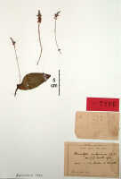 Crepidium moluccanum: Crepidium moluccanum (J.J.Sm.) XXX (as Microstylis moluccana J.J.Sm.), herbarium sheet, J.J.Smith s.n. (Ternate) (syntype specimen BO)