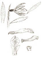 Nervilia punctata: Nervilia punctata (Blume) Makino var. papuana J.J.Sm., floral analysis, drawing J.J. Smith, based on Bogor cult. (Branderhorst) s.n.
