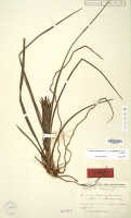 Styloglossum rhodochilum var. reconditiflorum: Styloglossum  rhodochilum (Schltr.) T.Yukawa & P.J.Cribb var. reconditiflorum (J.J.Sm.) T.Yukawa & P.J.Cribb (as Calanthe manis J.J.Sm.), herbarium sheet, Lam 1822, holotype specimen (L)