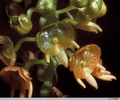 Crepidium carinatifolium: Crepidium carinatifolium (J.J.Sm.) Szlach., flowers, photo J.B. Comber, Kebun Raya Bogor cult., from Papua (Indonesia)