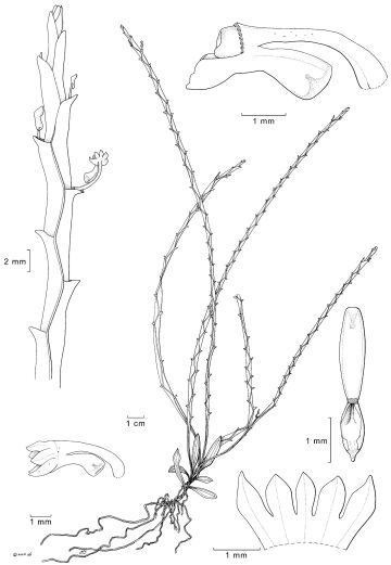 Taeniophyllum occultans
