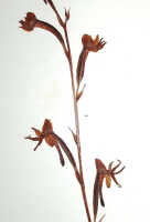 Habenaria ochroleuca: Habenaria ochroleuca R.Br., detail of herbarium specimen (L), Brass 8649