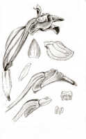 Dendrobium chionanthum: Dendrobium chionanthum Schltr. (as Dendrobium furcillatum J.J.Sm.), drawing J.J. Smith, based on Lam 1433A