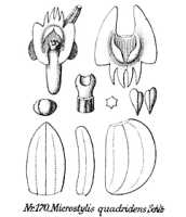 Crepidium quadridens: overview picture
