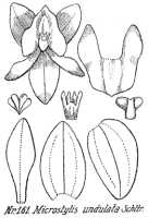 Crepidium undulatum: Crepidium undulatum (Schltr.) Szlach. (as Microstylis undulata Schltr)., drawing R. Schlechter in Repert. Spec. Nov. Regni Veg. Beih. 21 (1923) t. 47, fig. 161
