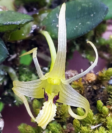 Dendrobium senggiense